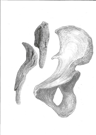 Atlante delle ossa di mare (Atlas of the sea bones), 2015-2016, detail 
