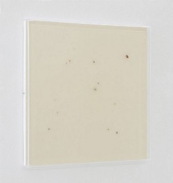 Acquafredda,
2014,
11 shells, paper, plexiglass, PVC,
cm 35,5 x 35,5 x 3,5
