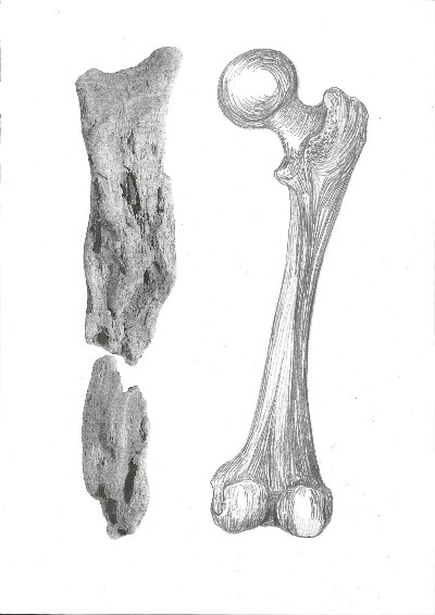 Atlante delle ossa di mare (Atlas of the sea bones), 2015-2016, detail