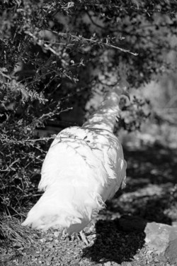 Janelle 's white peacock, 2015, black and white photo, cm 60 x 40, ed. 3 + 2 AP